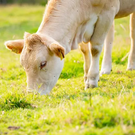 Sfeervol Aan Het Vijlenerbos, Vijlen, Zuid-limburg * Vijlen