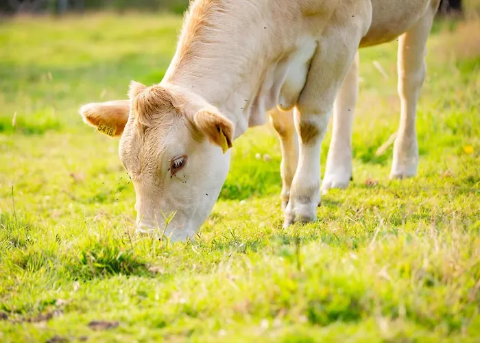 Op Adem Komen Op De Mooiste Plek In Het Heuvelland-de Boswachter * Vijlen